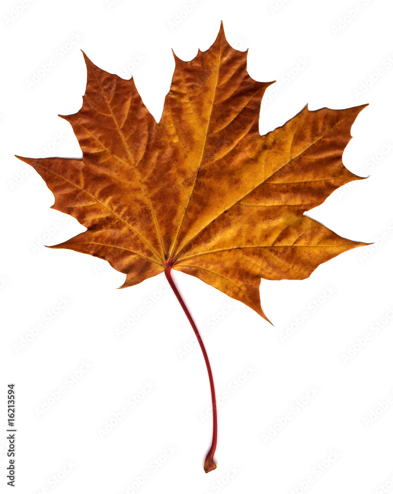 Fototapeta premium maple autumn leaf