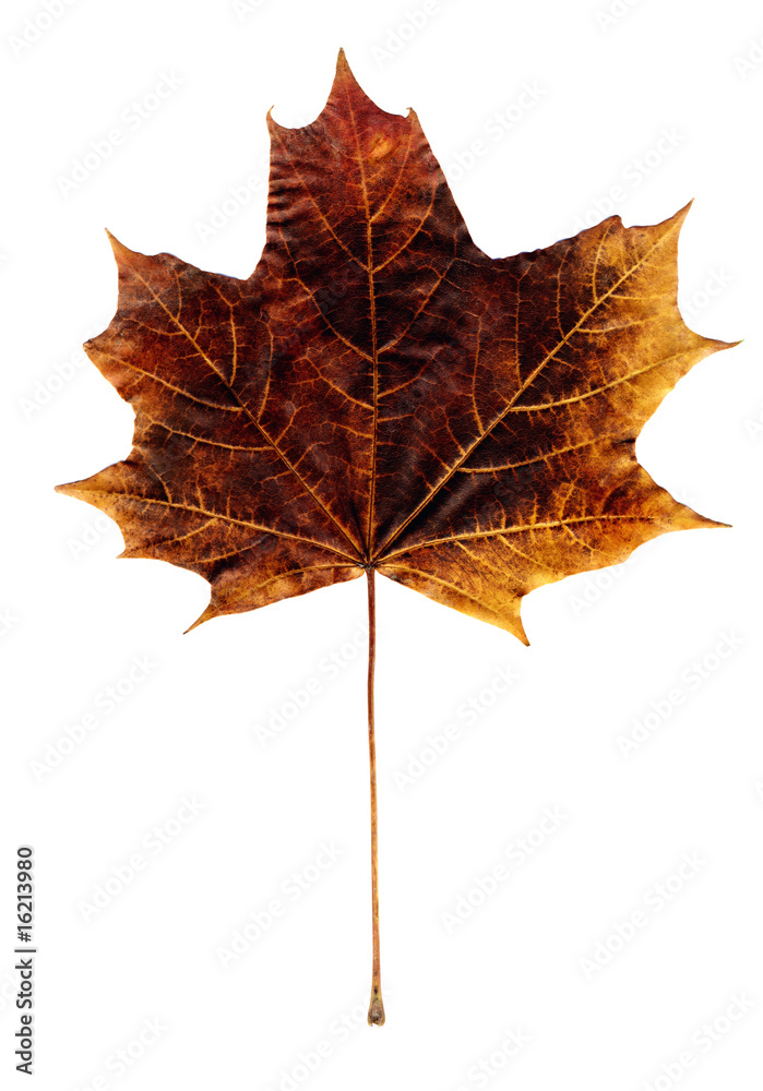 Obraz premium maple autumn leaf