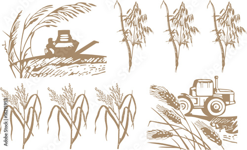 wheats and oats composition