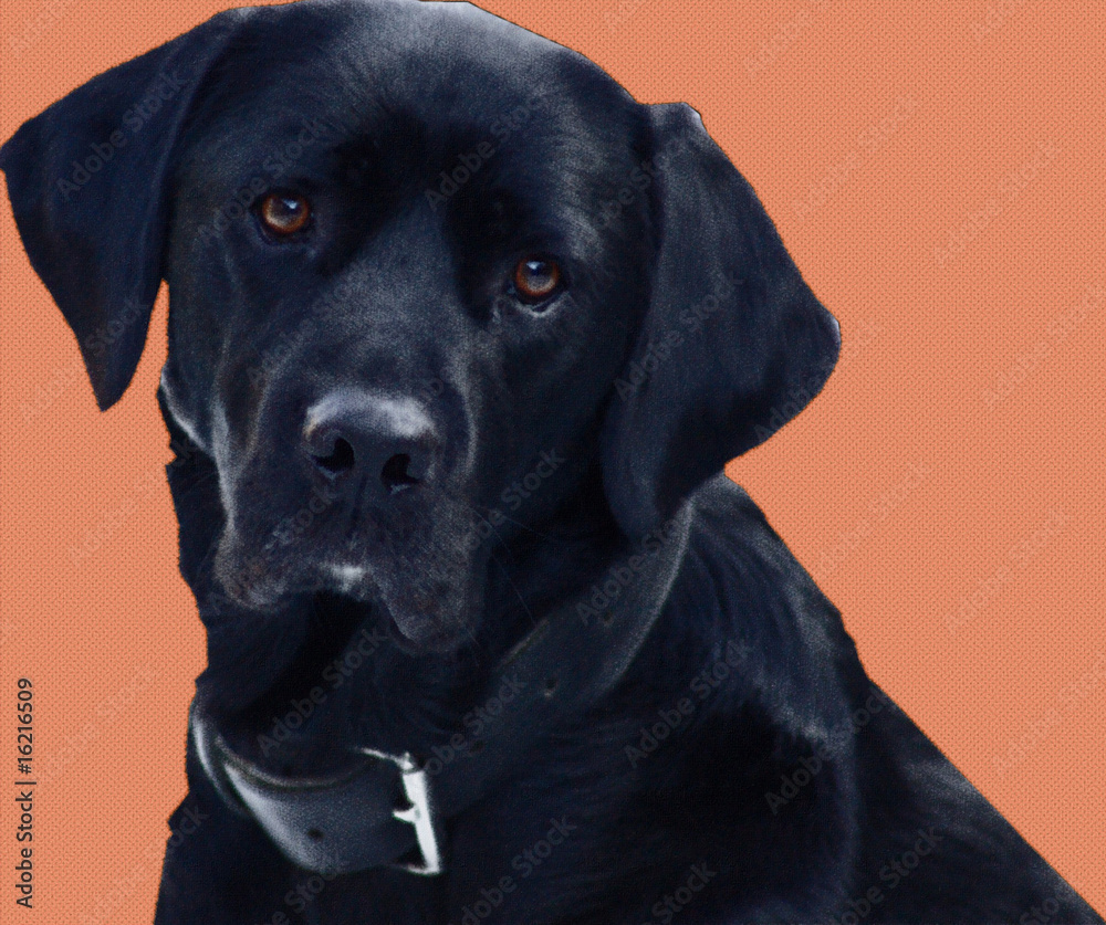 Fototapeta premium Labrador gemalt
