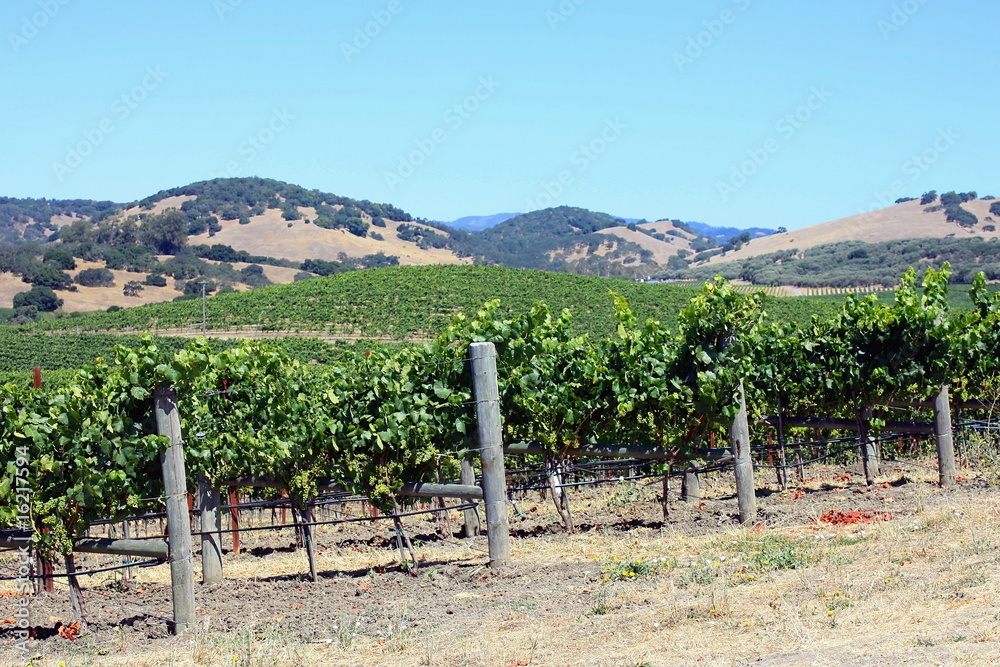 paysage de vignobles en Californie