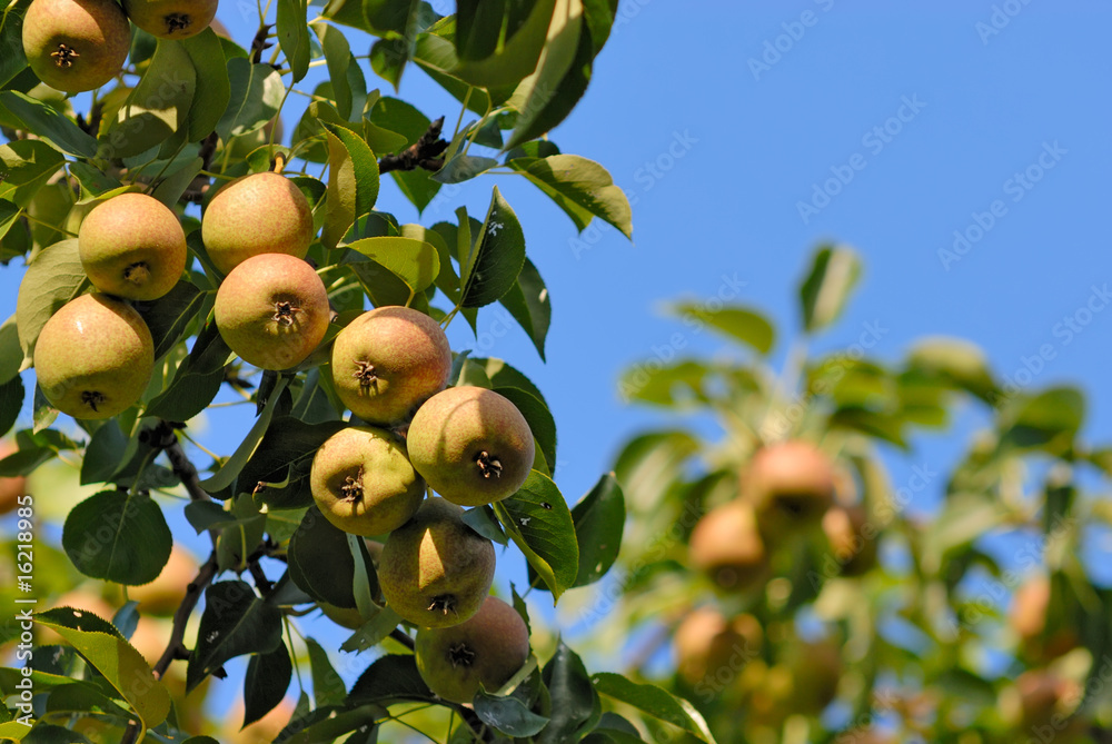 Ripe pears on a branch