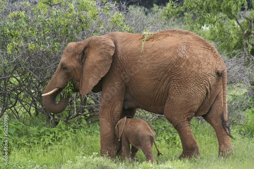 mother and baby elephant 4