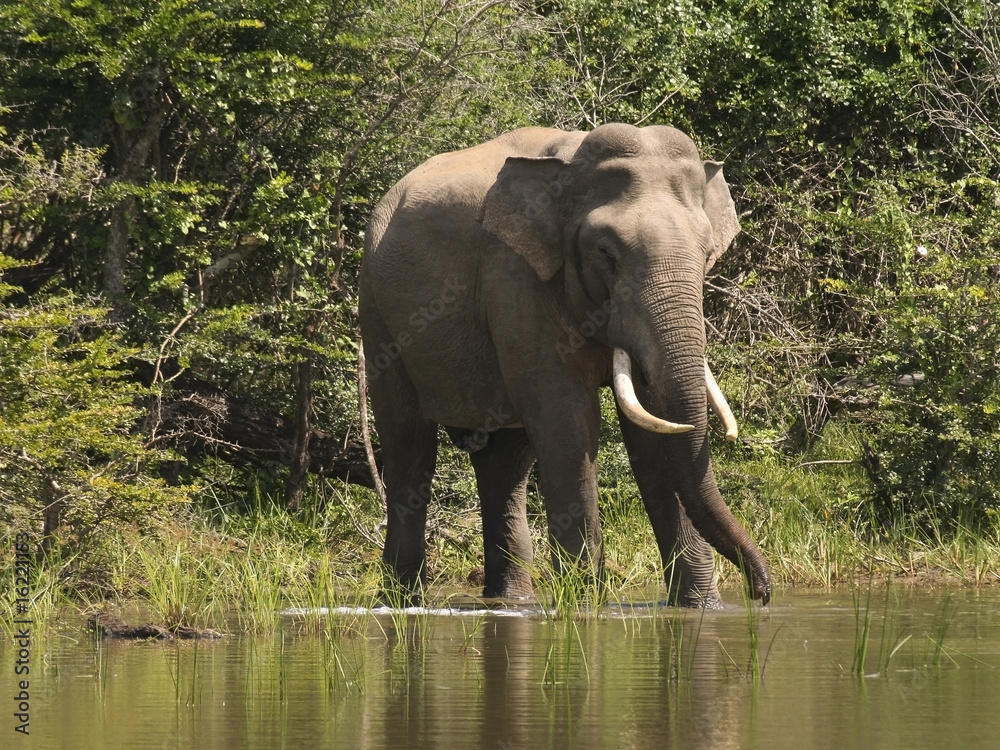 Fototapeta premium an indian elephant in sri lanka