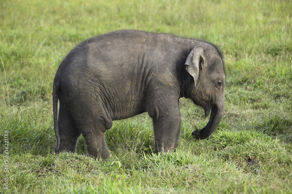 Fototapeta premium baby elephant in sri lanka 2
