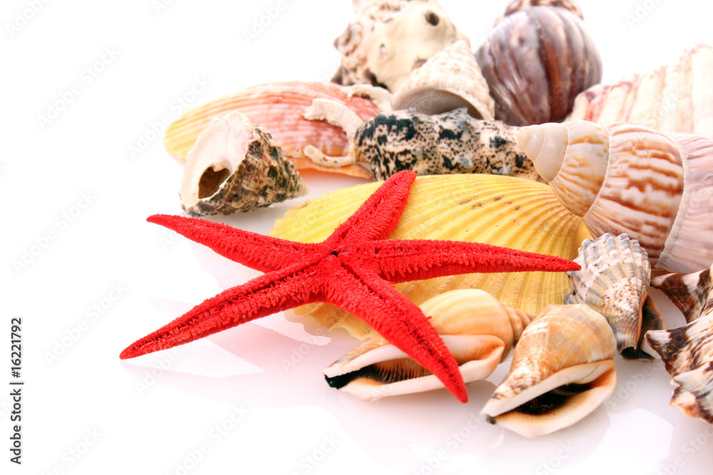 Sea star and sea shells
