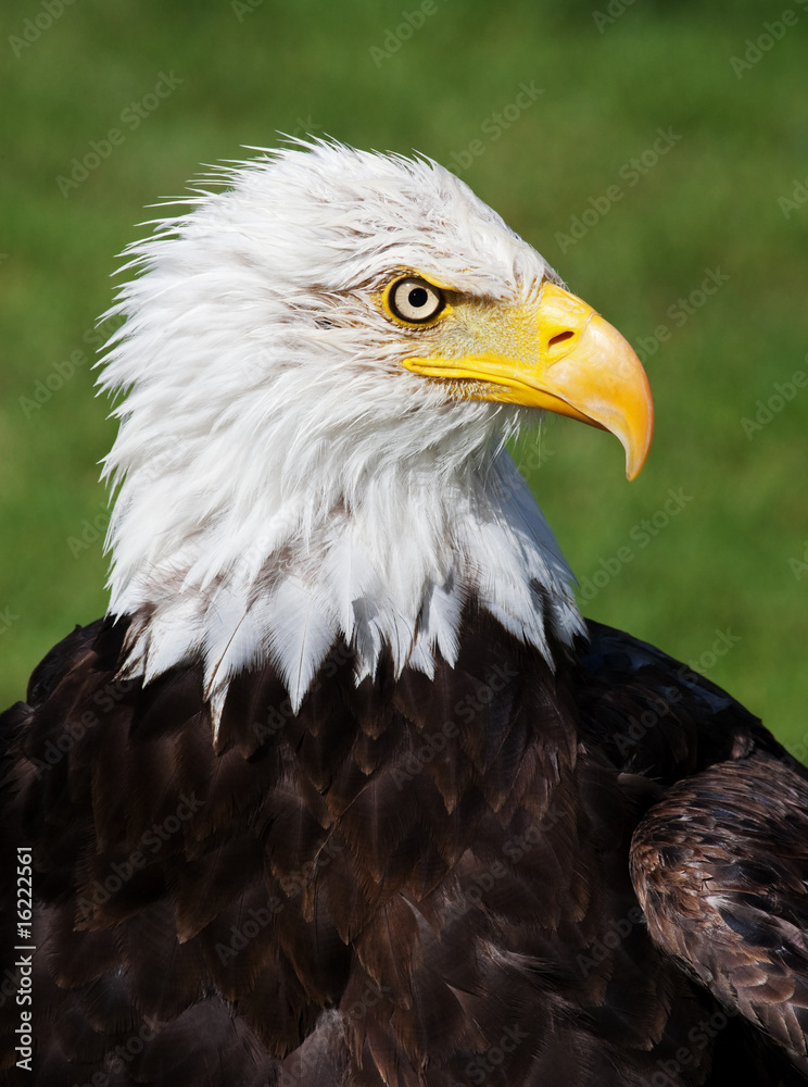 American Bald Eagle American Bald Eagle