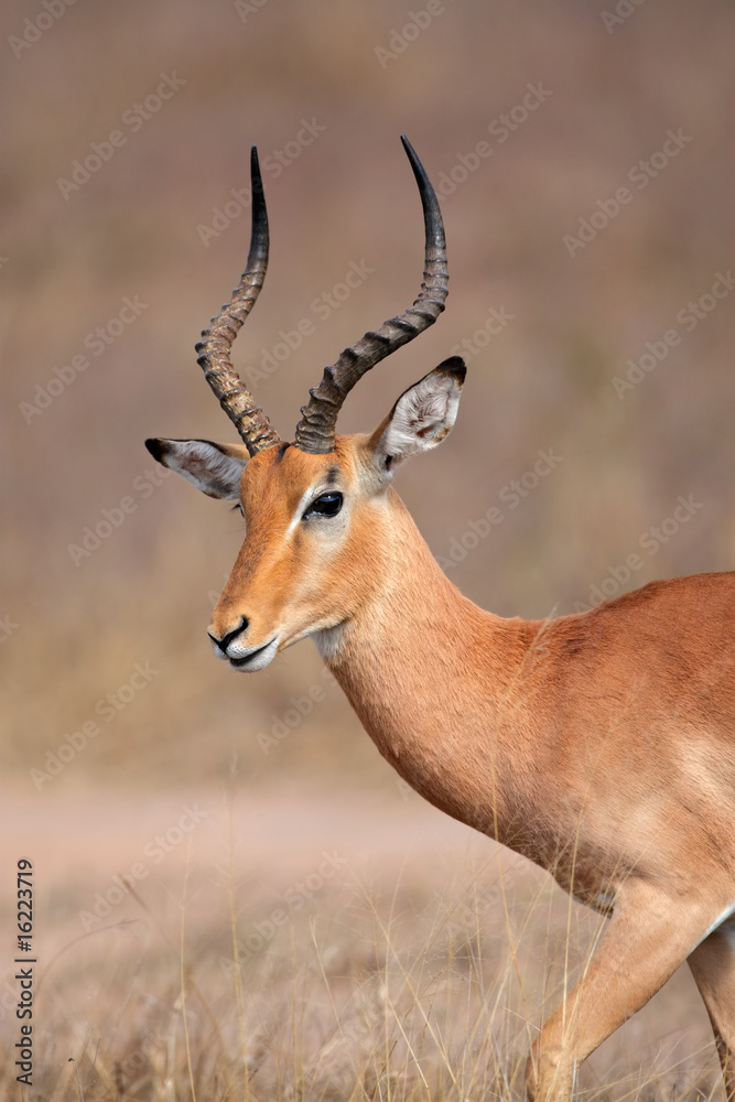Impala antelope (Aepyceros melampus), Kruger N/P, South Africa Impala antelope (Aepyceros melampus), Kruger N/P, South Africa