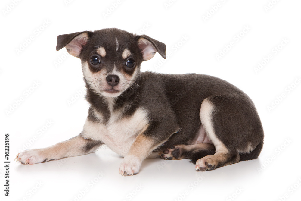 Chihuahua puppy on white background