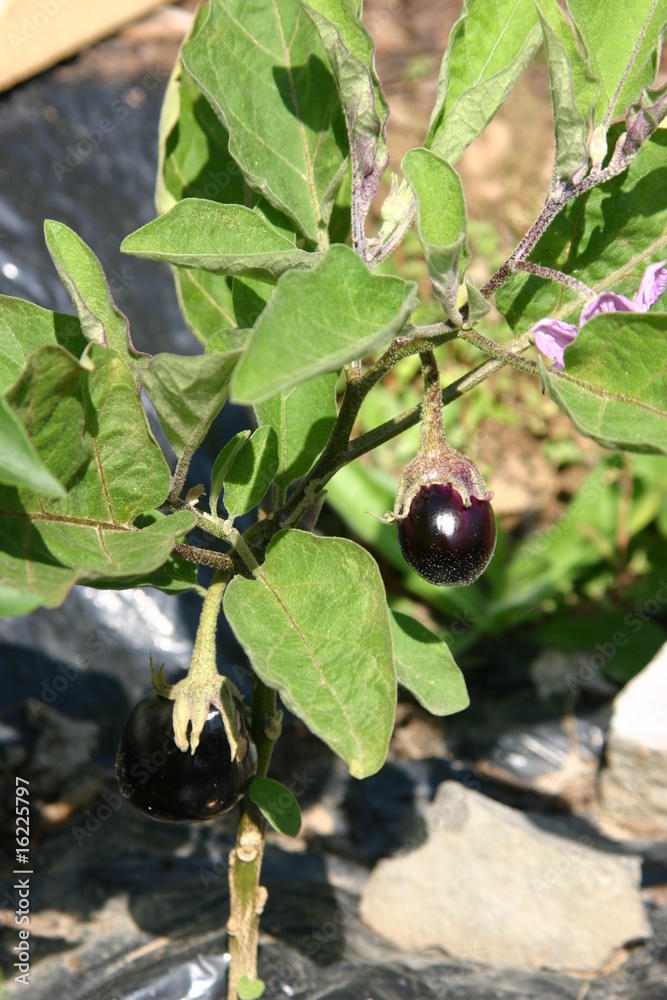 Auberginen Frucht und Blüte (solanum melongena) Auberginen Frucht und Blüte (solanum melongena)