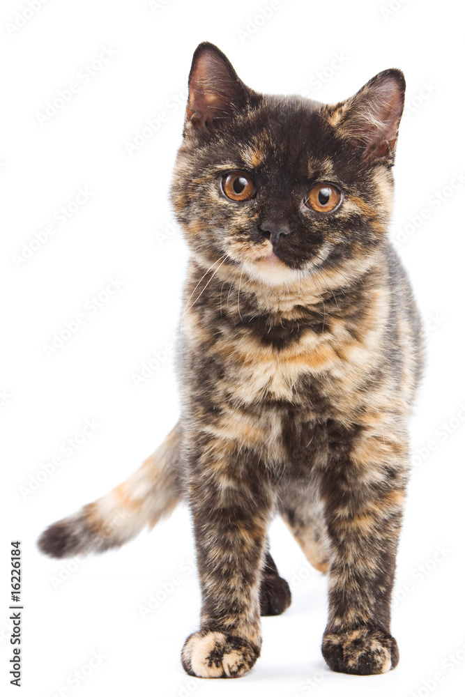 British cat on white background