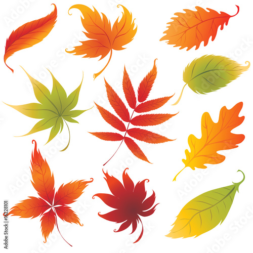 Set of vector colorful autumn leafs design elements.