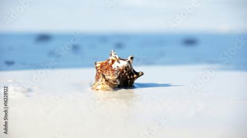 Sea Shell on Beach in Zanzibar