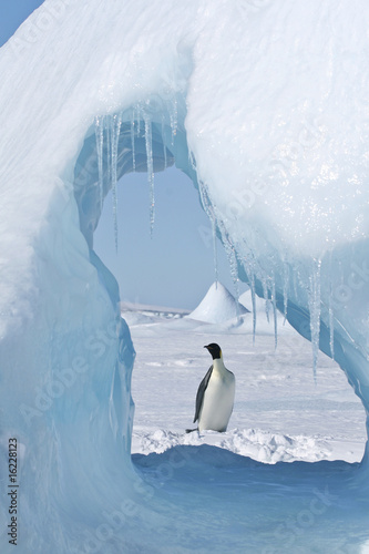Emperor penguin (Aptenodytes forsteri)