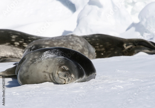 Weddell seals (Leptonychotes weddellii) photo