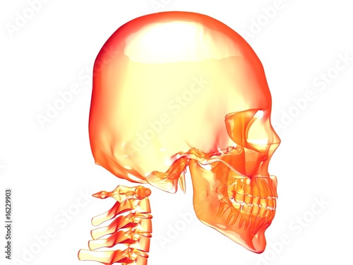 xray skull