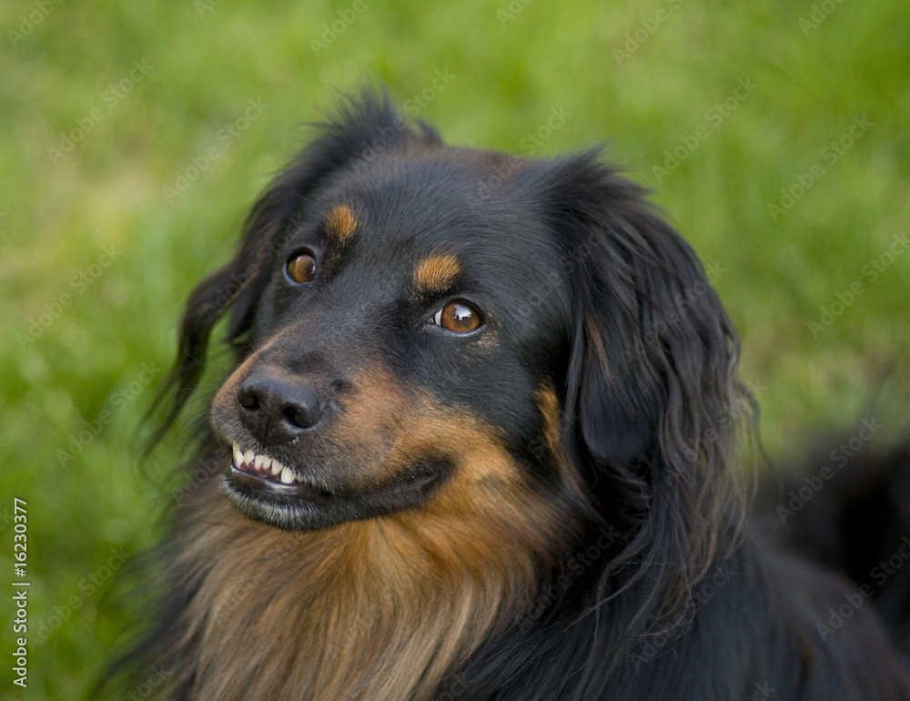 dog dog