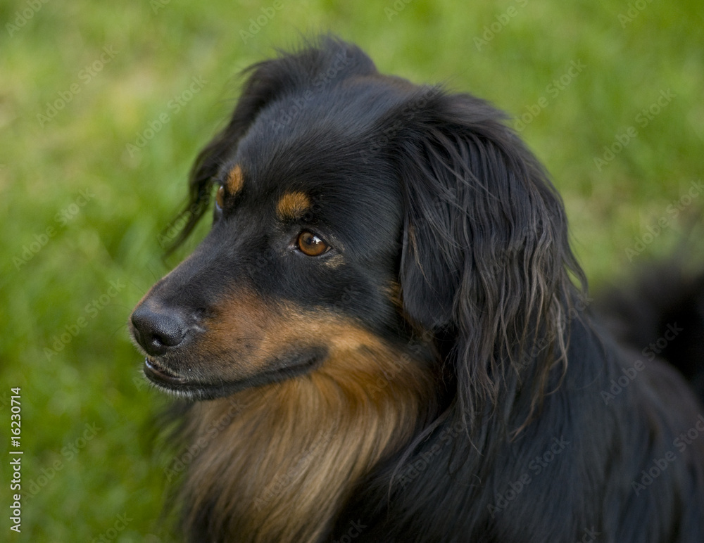 dog dog