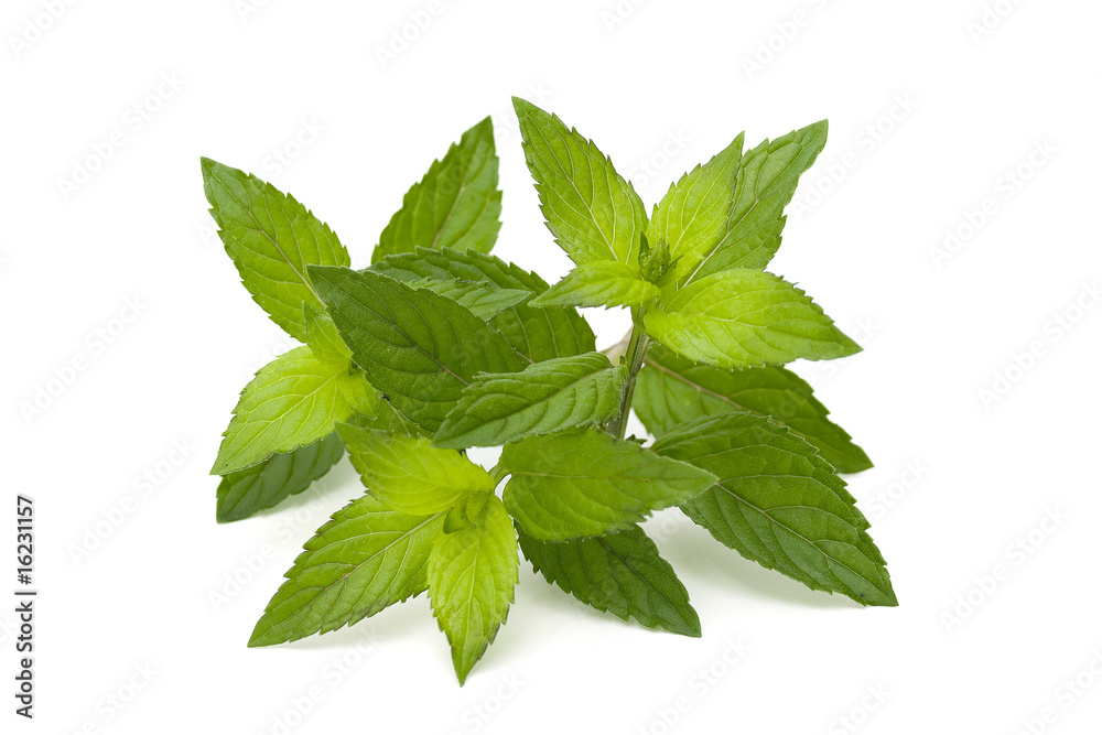 mint leaves isolated on white mint leaves isolated on white