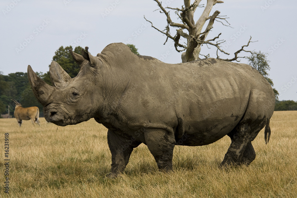 Obraz premium Nashorn