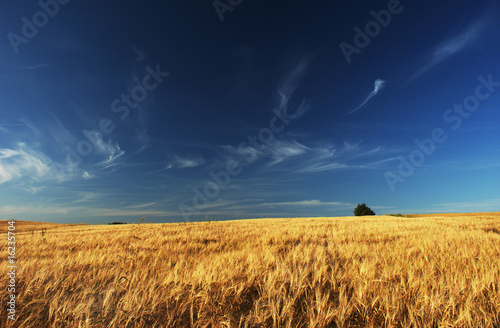 Beautiful blue sky over a golden wheat field