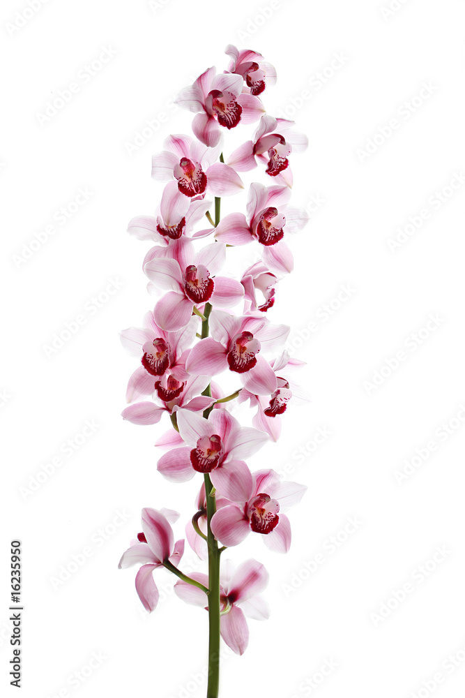 Fototapeta premium Orchid on white background