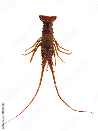 Spiny Lobster