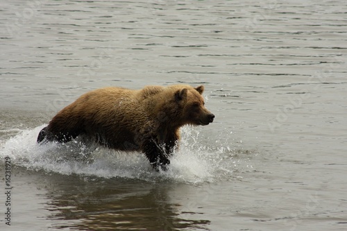 Bear, following the fish