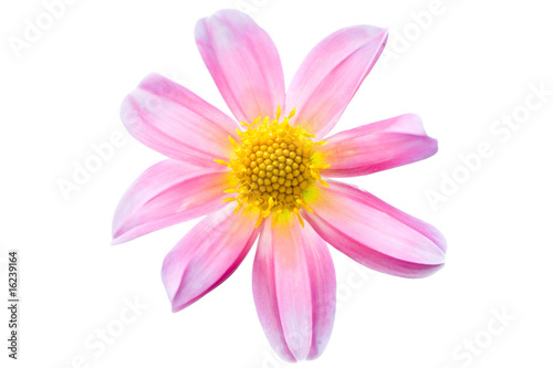 Pink macro dahlia with white and yellow