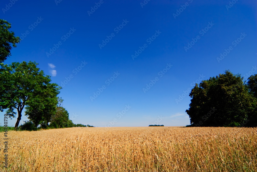 Fototapeta premium Field of wheat