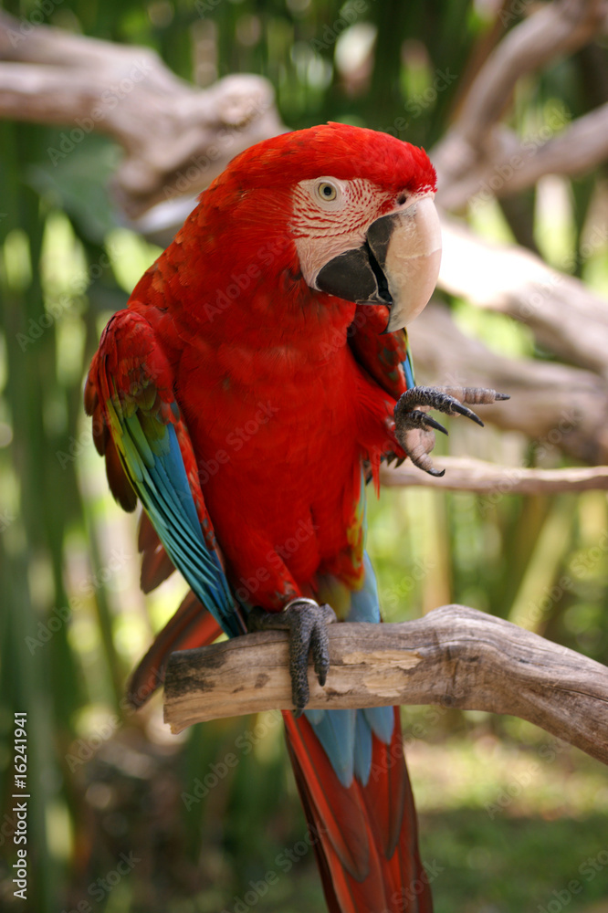 Obraz premium Parrot Ara