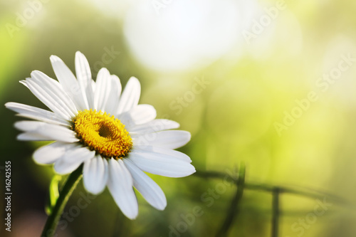 Beautiful daisy flower. Macro close-up, shallow DOF.