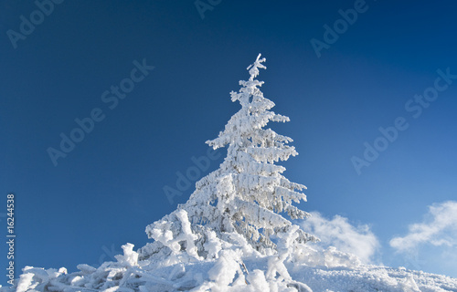Frozen fir tree isolated on blue sky in the mountains