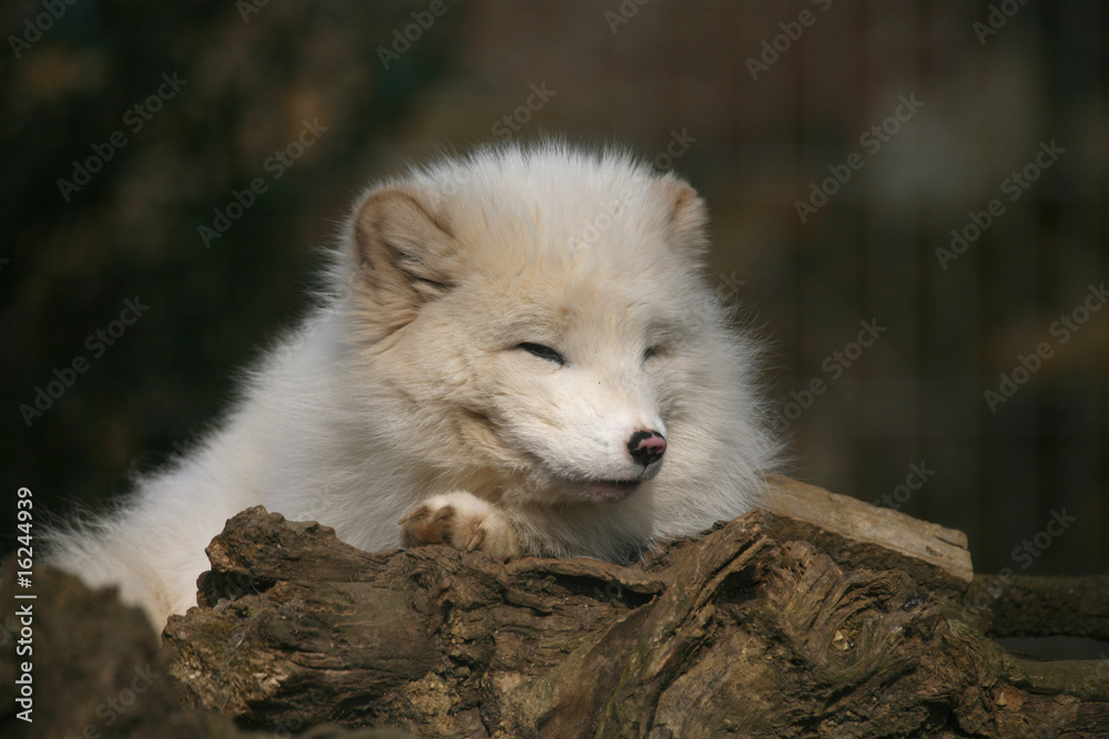 Polarfuchs