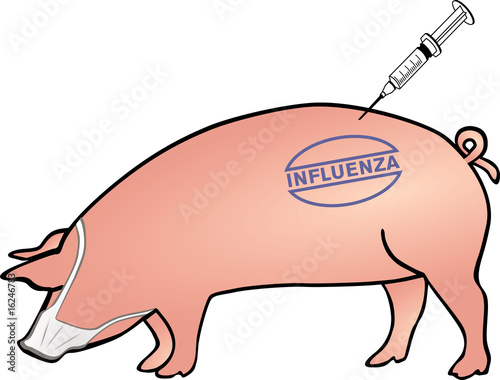 schwein influenza