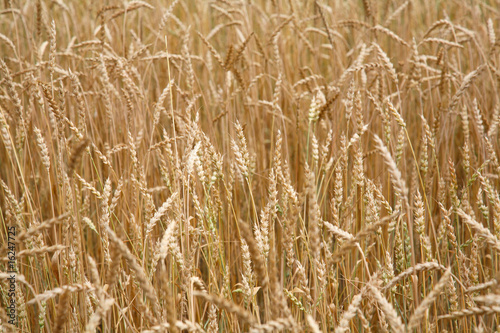 Background from ripe ears of wheat  rye 