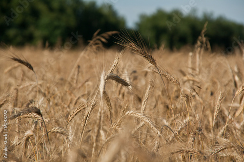 Ripen wheat ears (close up view)
