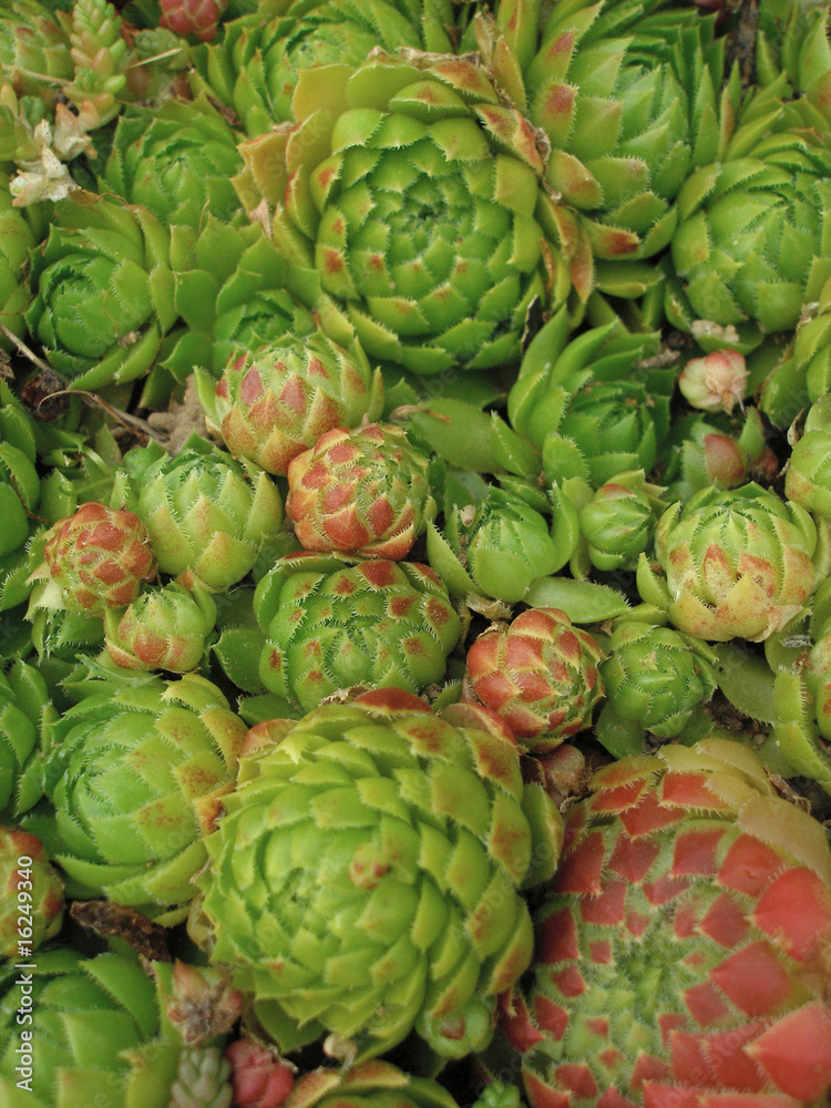 Fototapeta premium Forest flower