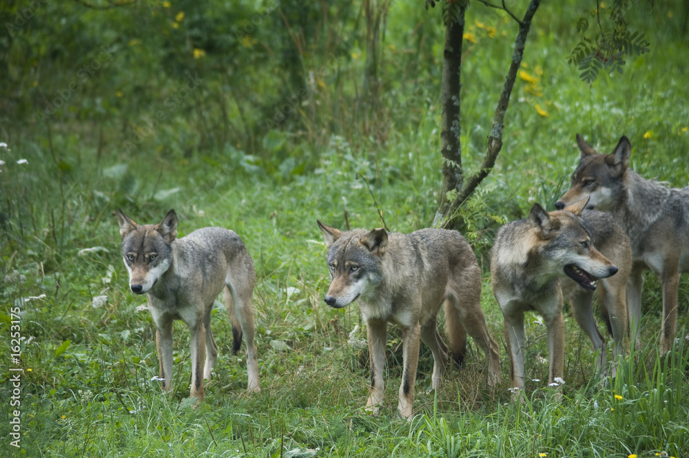 Naklejka premium Wolfsrudel