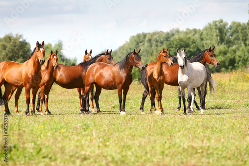 arabian horse herd