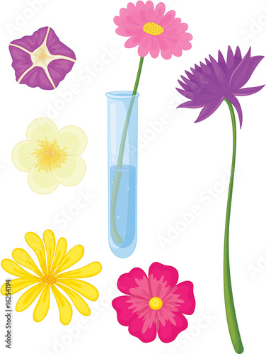 flowers