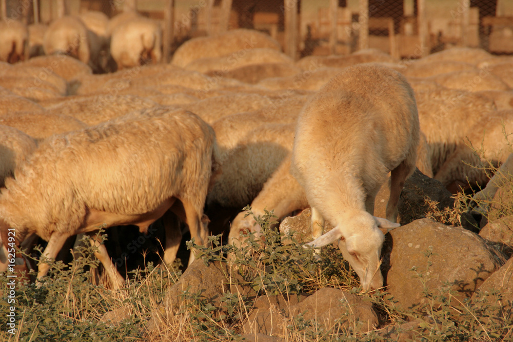 Fototapeta premium Schafherde