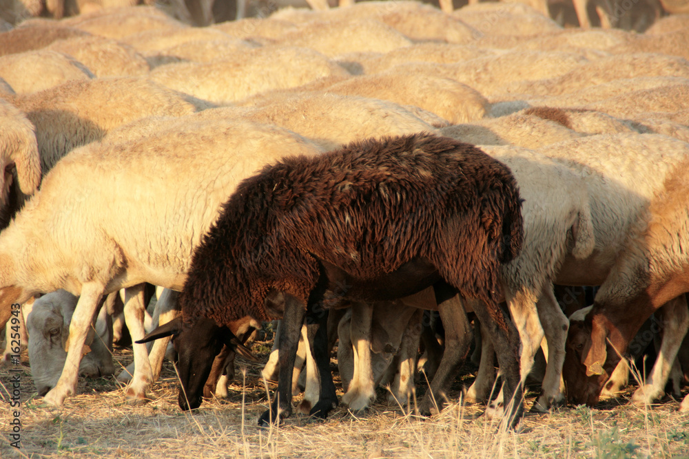 Fototapeta premium Schwarzes Schaf