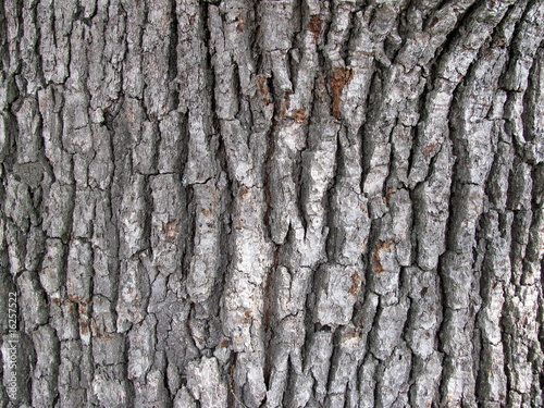 oak tree texture