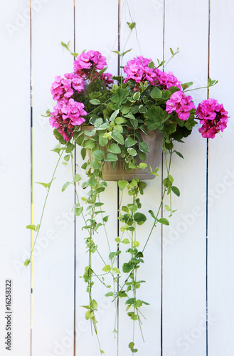 Fototapeta Naklejka Na Ścianę i Meble -  Hanging flower basket