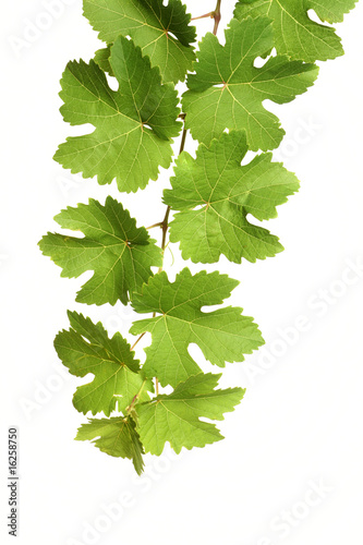 Wallpaper Mural Weinranke Torontodigital.ca