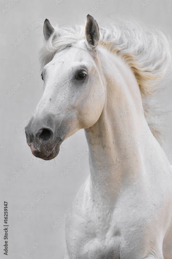 Fototapeta premium biały koń ogier na białym tle na szarym tle