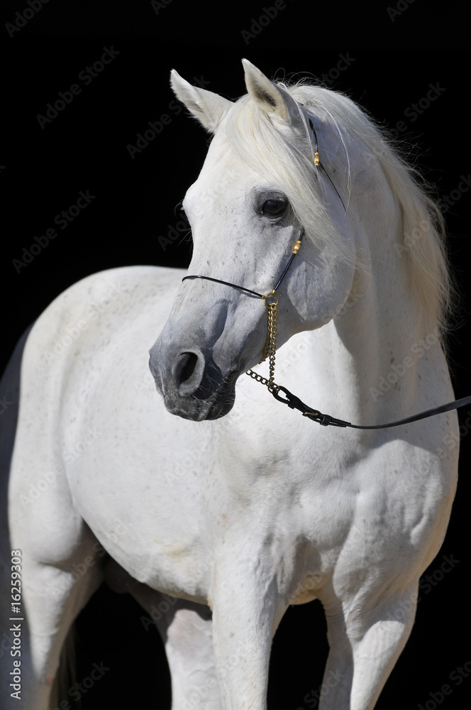 Naklejka premium white arabian horse stallion portrait isolated on black