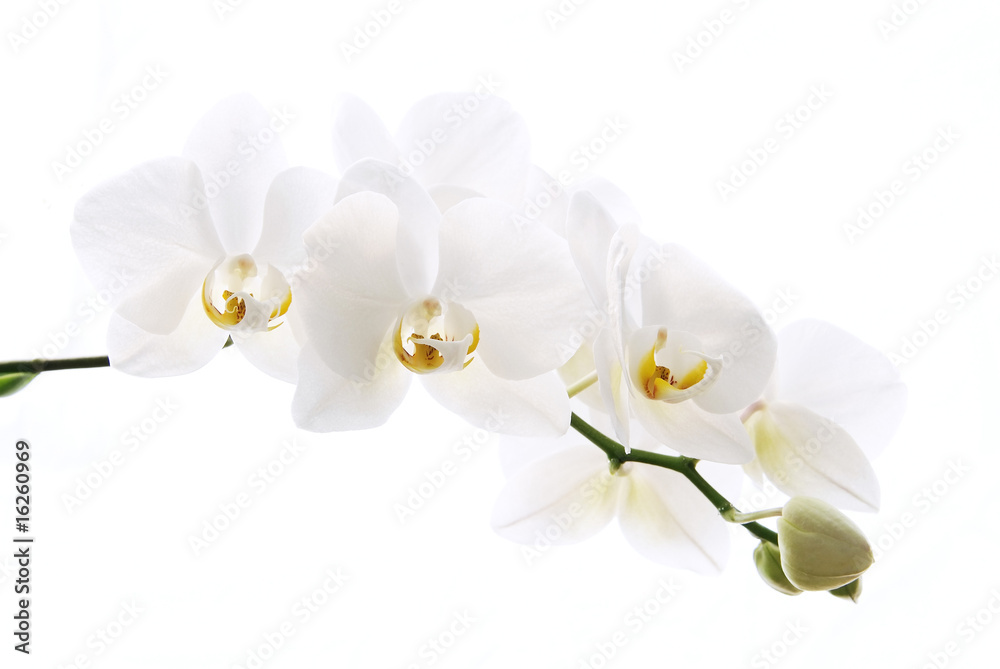 Fototapeta premium Gałąź piękna świeża orchidea odizolowywająca na białym tle