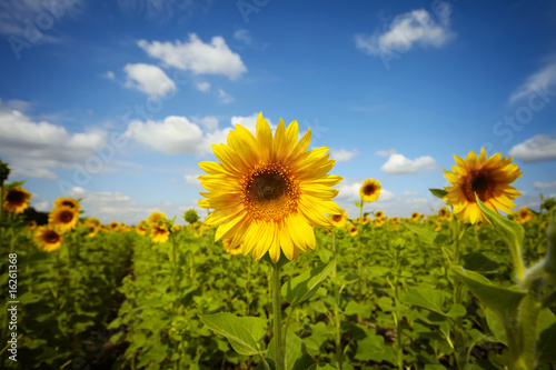 sunflower field under blue sky